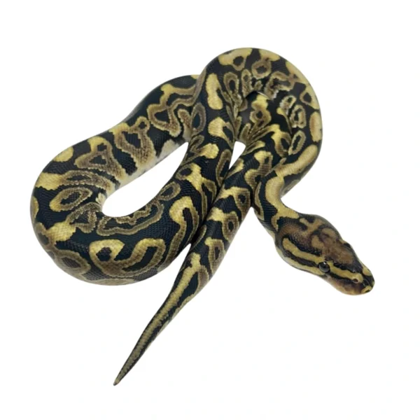 ball python prices in the Philippines