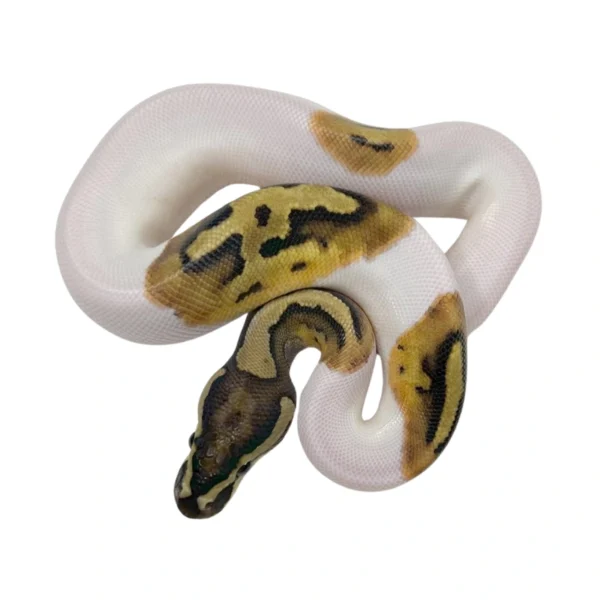 Yellow Belly Pied ball python