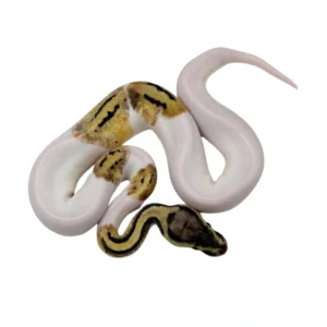 Pastel Pied pos Yellow Belly/Specter ball python