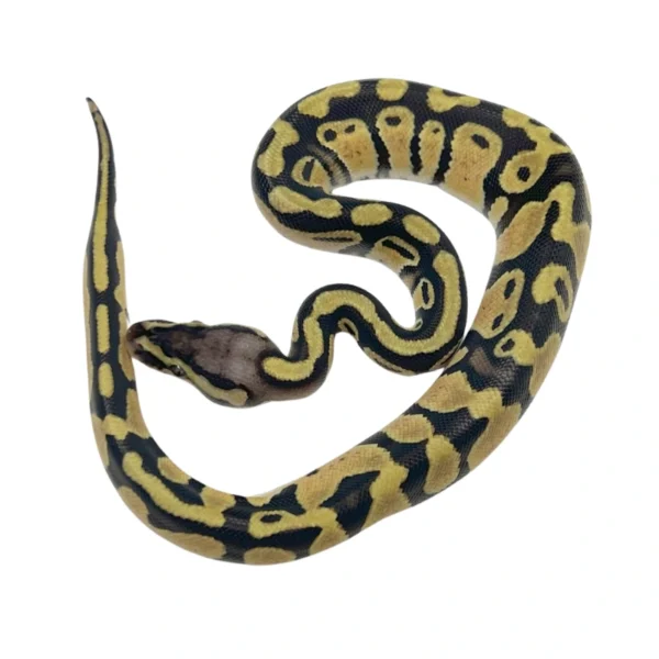 Pastel 66% pos Het Pied ball python