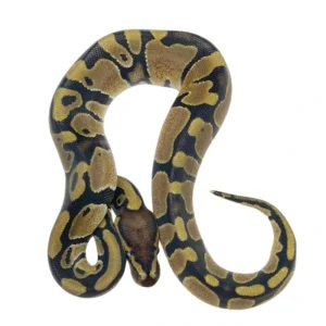 Normal 66% pos Het Pied ball python