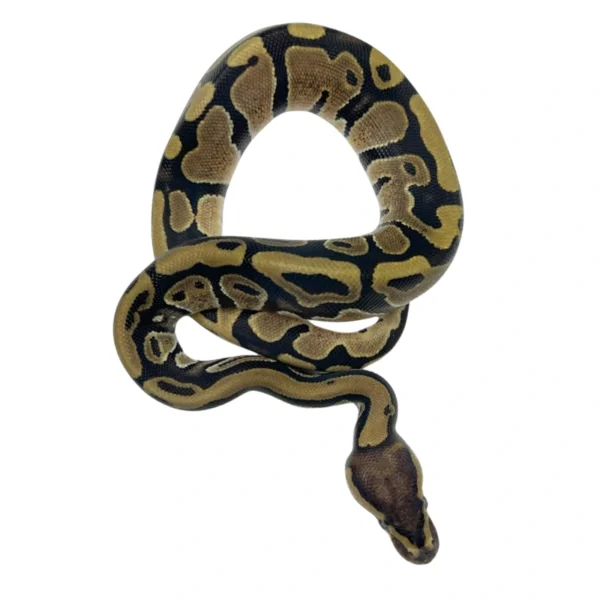 Normal 66% pos Het Pied ball python