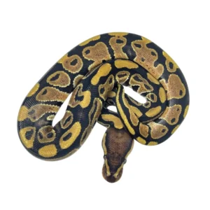 Normal 66% pos Het Pied ball python