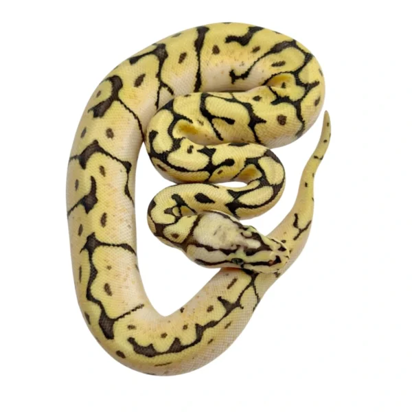 Pastel Spider 100% Double Het Orange Ghost Pied ball python