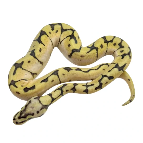 Pastel Spider 100% Double Het Orange Ghost Pied ball python