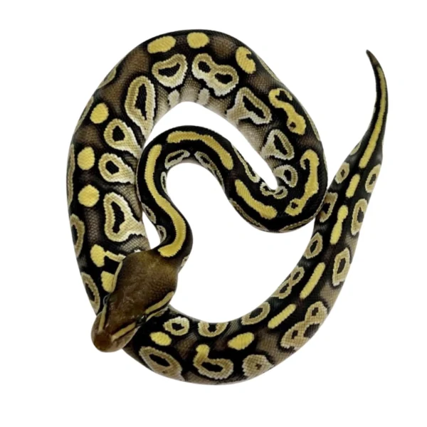 Mojave pos Yellow Belly 100% Het VPI Axanthic ball python