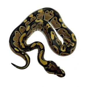 Normal 100% Het VPI Axanthic ball python