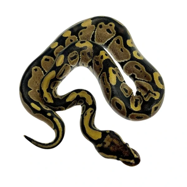 Normal 100% Het VPI Axanthic ball python