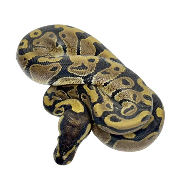 Normal 100% Het Candy ball python