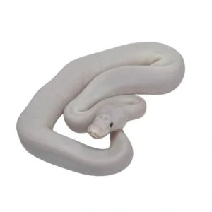 Lesser Pied (All-white Pied) pos Leopard ball python hatchling