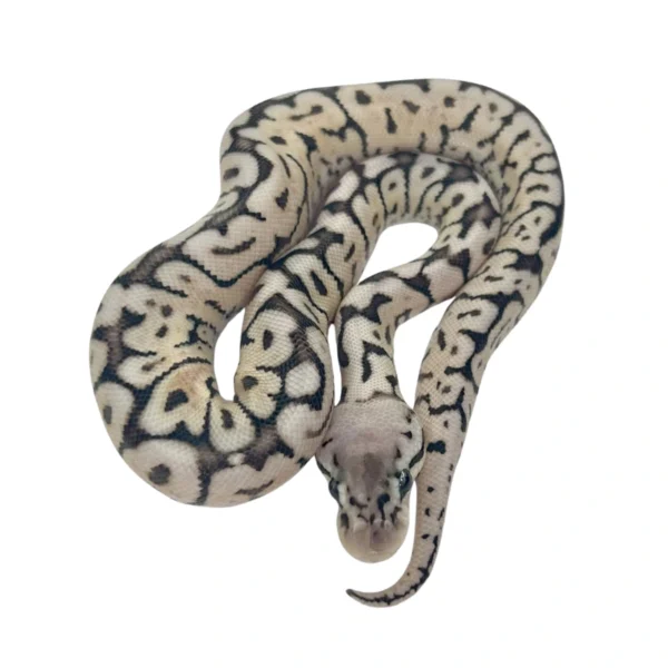 Black Pastel Butter Pastel Spider 50% pos Het Clown ball python hatchling