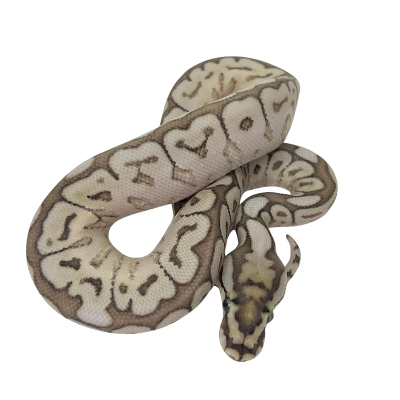 Black Pastel Butter Spider 50% pos Het Clown ball python hatchling