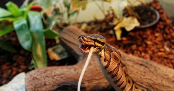 feeding ball pythons