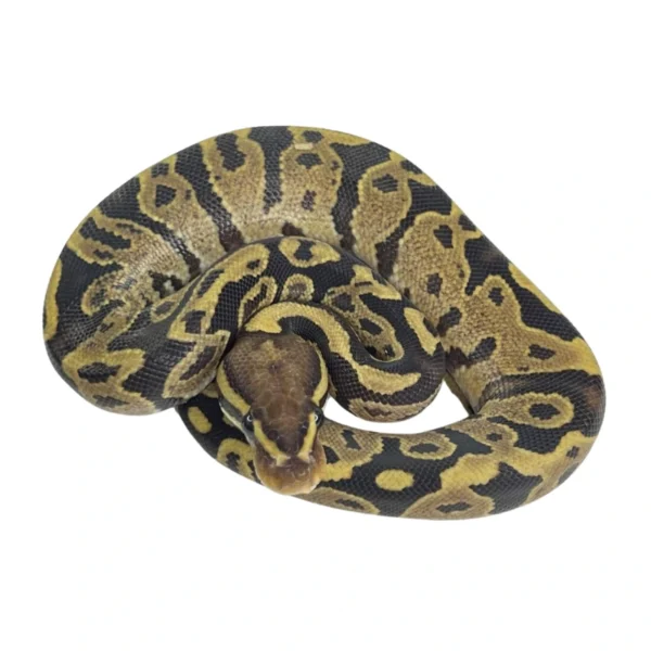 Fire 100% Het Desert Ghost ball python hatchling