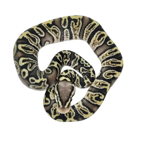 GHI Pastel 100% Het Clown ball python