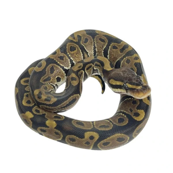 Huffman 100% Het Desert Ghost ball python hatchling