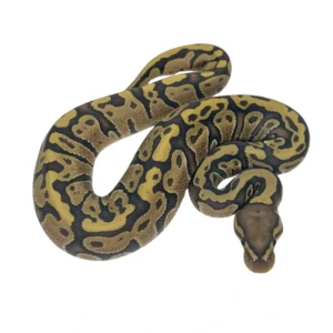 hypo pos leopard 100% het pied ball python hatchling