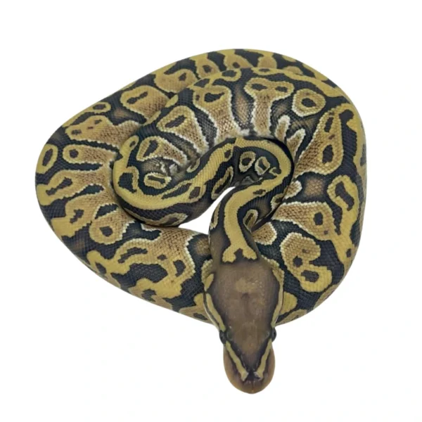 Hypo pos Leopard 100% Het Pied ball python hatchling