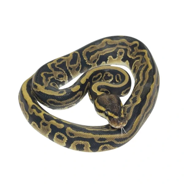 Leopard pos Yellow Belly 100% Het Pied ball python hatchling