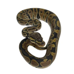 Normal pos Huffman 100% Het Desert Ghost ball python hatchling