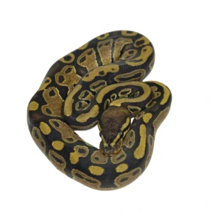 Normal 100% Het Pied ball python hatchling