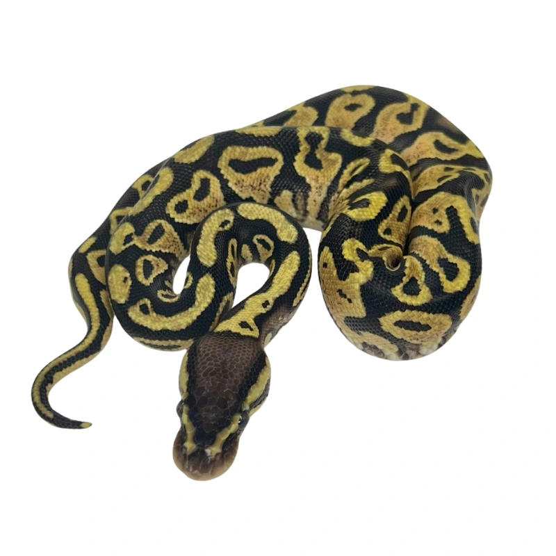 Pastel Gravel / Yellow Belly ball python hatchling