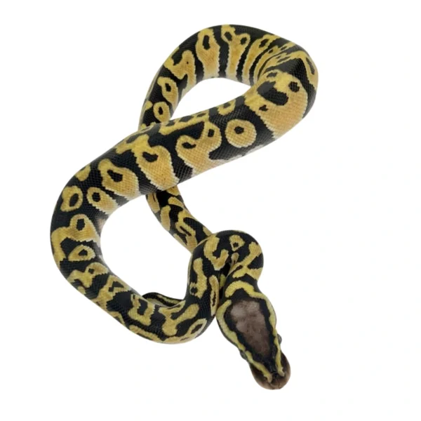 Pastel 100% Het Clown ball python hatchling