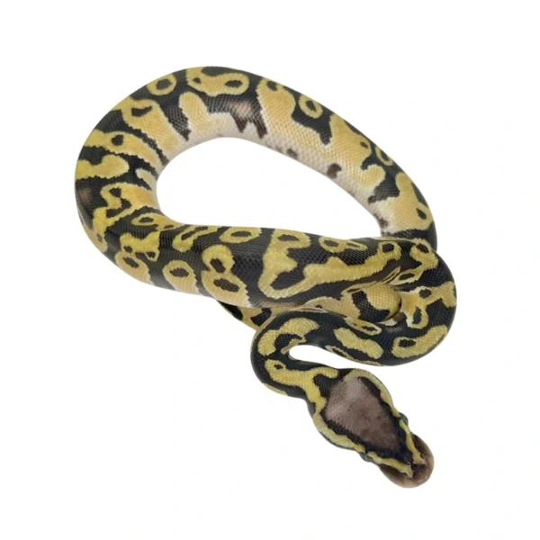 Pastel 100% Het Clown ball python hatchling