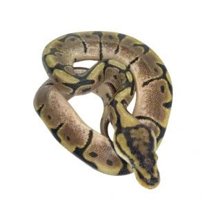 Spider ball python hatchling