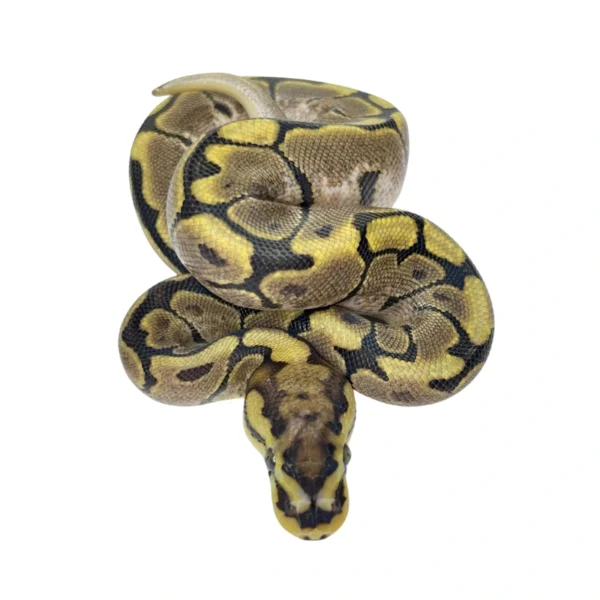 Spider ball python hatchling