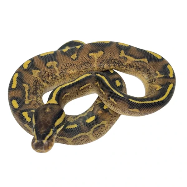 Super Gravel ball python hatchling