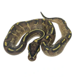 Super Gravel ball python hatchling