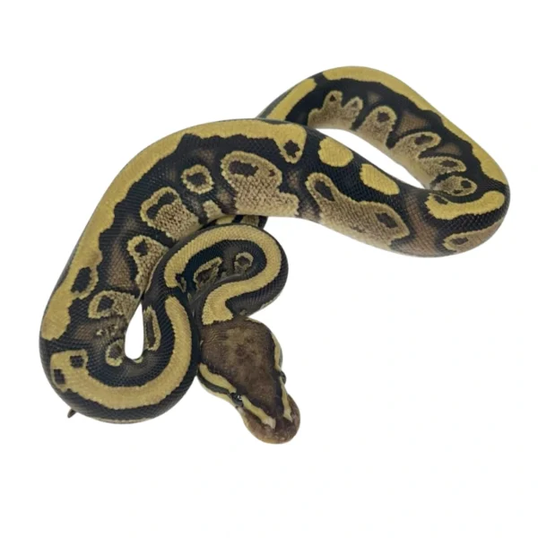 Spark / Yellow Belly 50% pos Het Pied