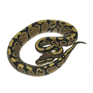 Spark / Yellow Belly 50% pos Het Pied ball python hatchling