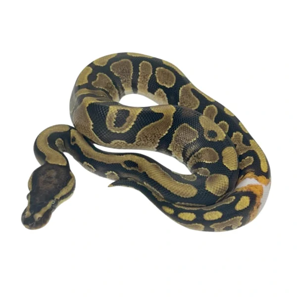 Spark / Yellow Belly 50% pos Het Pied (with ringer) ball python hatchling