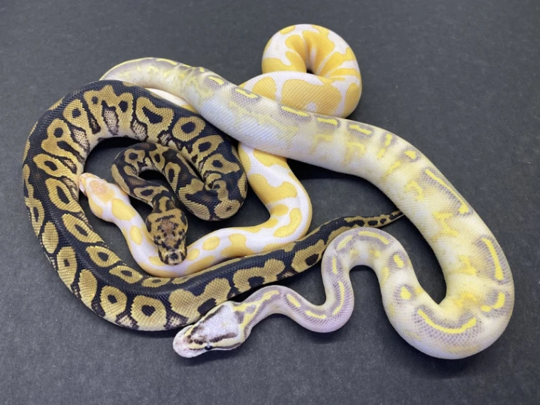 three ball pythons with different morphs