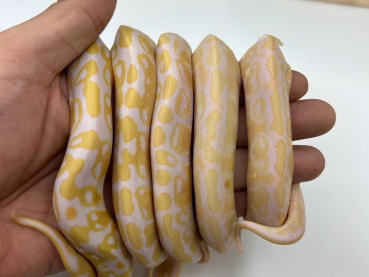 albino ball python