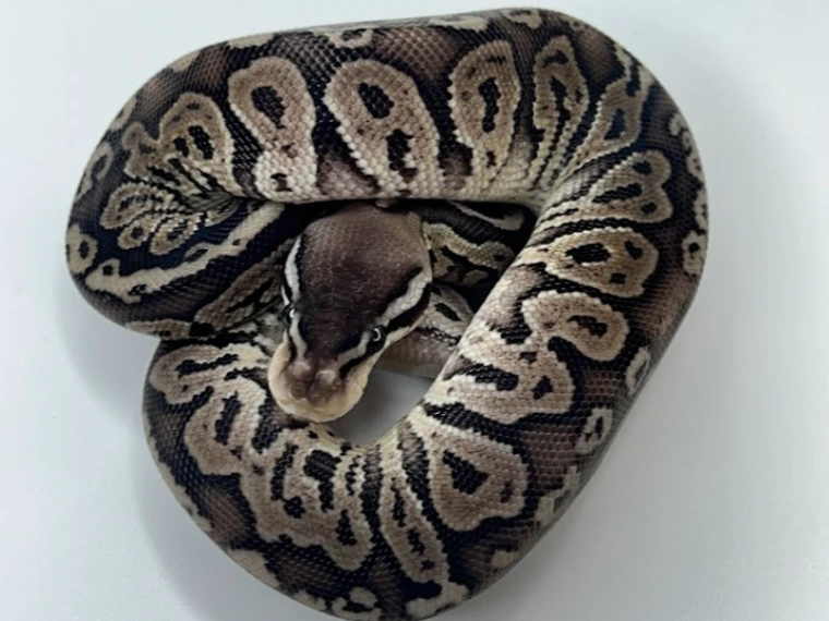 balled ball python