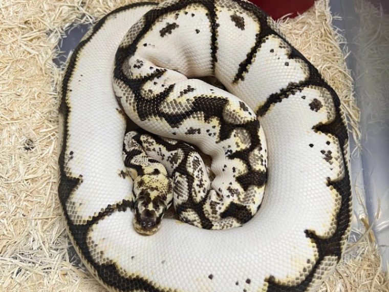 calico ball python