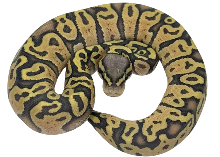 ball python philippines