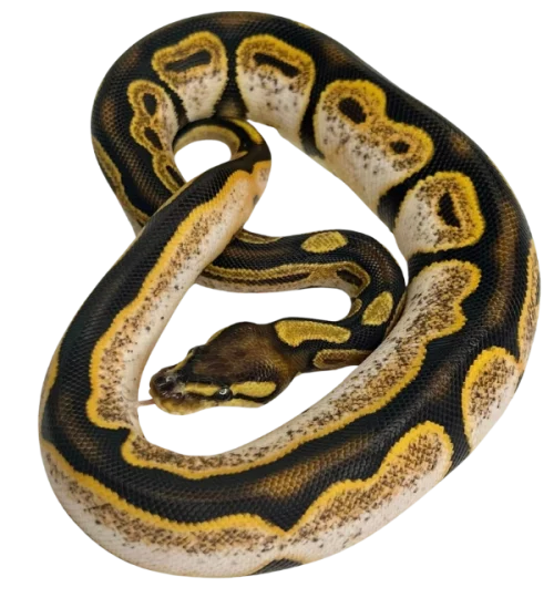 ball python