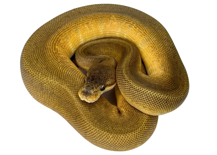 sunset ball python